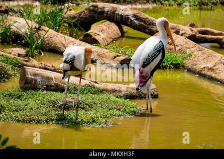 Viel gemalt Störche suche Fisch auf Wasser im Zoo Ansicht schließen. Stockfoto