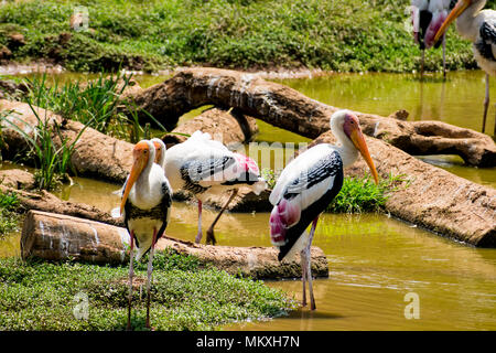 Viel gemalt Störche suche Fisch auf Wasser im Zoo Ansicht schließen. Stockfoto