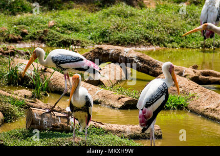 Viel gemalt Störche suche Fisch auf Wasser im Zoo Ansicht schließen. Stockfoto