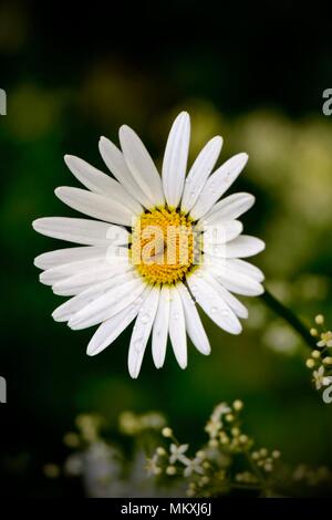Gänseblümchen Bellis perennis Mehrjährig Blumen; Stockfoto