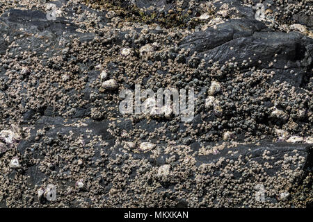 Nahaufnahme Muster und Texturen von Black Rock mit Seepocken und Muscheln auf Küste Hintergrund Stockfoto