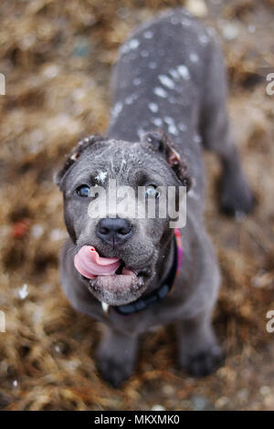 Schöne Cane Corso Welpen im Frühjahr Stockfoto