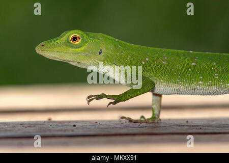 Neotropischer green anole (Anolis biporcatus) - La Laguna del Lagarto Lodge, Boca Tapada, Costa Rica Stockfoto