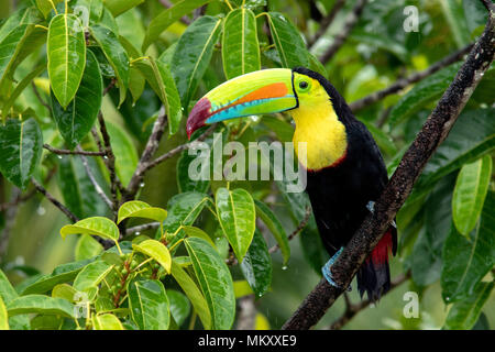 Kiel-billed Toucan - La Laguna del Lagarto Lodge - Boca Tapada, San Carlos, Costa Rica Stockfoto