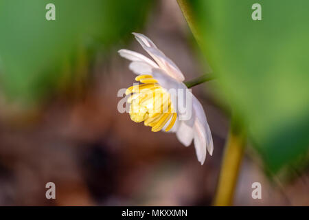 Mayapple Blume (Podophyllum peltatum) - Holmes pädagogische State Forest, North Myrtle Beach, South Carolina, USA Stockfoto