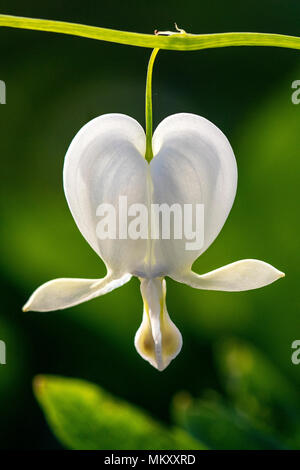 Gemeinsame blutende Herz Blume - North Carolina Arboretum, Asheville, North Carolina, USA Stockfoto