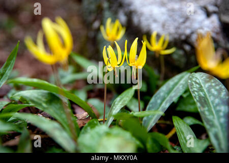 Forelle Lily, Dog-Tooth Violett (erythronium) - umbilicatum Coontree Trail, Pisgah National Forest, Brevard, North Carolina, USA Stockfoto