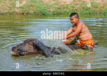 Singburi, Thailand - 19. Mai 2013: Cattleboy ohne Shirt baden Büffel in ländlichen Sumpf in Singburi, Thailand Stockfoto