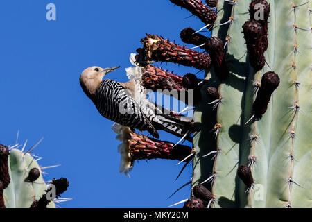 Gila Woodpecker (melanerpes uropygialis) auf einem hohen Kaktus in der Arizona Sonora Wüste thront. Stockfoto