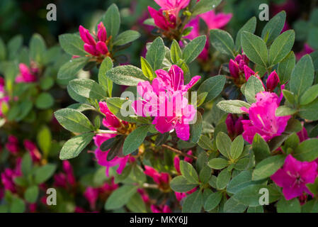 Fuchsia Farbe rhododendron Janny Blumen in voller Blüte Makro selektiven Fokus Stockfoto