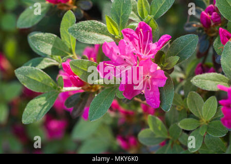 Fuchsia Farbe rhododendron Janny Blumen in voller Blüte Makro selektiven Fokus Stockfoto