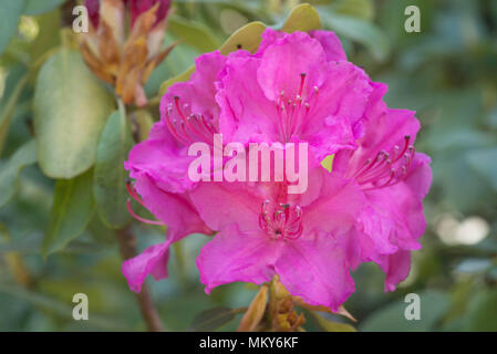 Fuchsia Farbe rhododendron Claudine Blumen in voller Blüte Makro selektiven Fokus Stockfoto