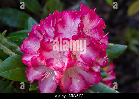 Fuchsia Farbe rhododendron Humboldt Blumen in voller Blüte Makro selektiven Fokus Stockfoto