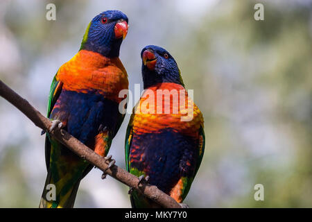 Rainbow lorikeet mit nassen Federn stehen am Rand eines Vogels Badewanne Stockfoto