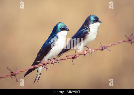 Ein Mann und eine Frau Baum schlucken (Tachycineta bicolor) auf einem Stacheldrahtzaun an Francis Aussichtspunkt in der Nähe von Beaverhill Lake, Alberta, Kanada. Stockfoto