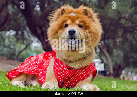 Chow-chow Hund mit roten Anzug Stockfoto