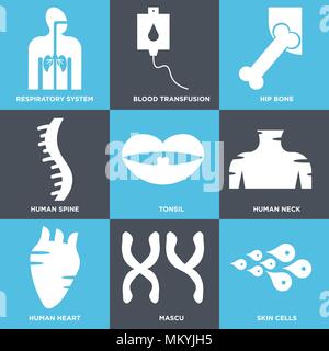 Satz von 9 einfache editierbare Ikonen wie Hautzellen, Mascu, menschliche Herz, Hals, Tonsillen, Wirbelsäule, Hüftknochen, Bluttransfusion, Atemwege, können uns Stock Vektor