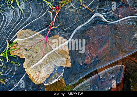 Ein gefallenes Blatt unter Risse im Eis in einem gefrorenen Pfütze verfangen nach einem frühen Frost. Stockfoto