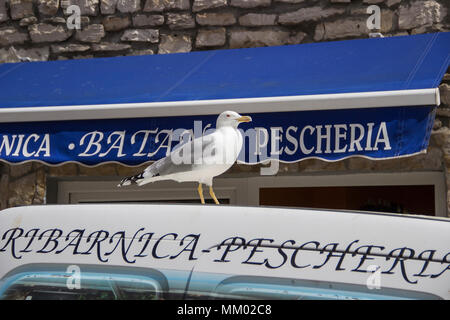 Porec, Istrien, Kroatien, April 2018 - Möwe, stehend auf einem Lieferwagen vor einem Fisch store Stockfoto