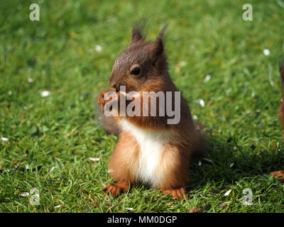 Crosby Ravensworth, Cumbria GROSSBRITANNIEN. 9. Mai 2018. Ein Eingeborener Eichhörnchen (Sciurus vulgaris) Kit hilft sich selbst zu birdfood in einem cumbrian Garten Credit: Steve Holroyd/Alamy leben Nachrichten Stockfoto