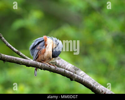 Crosby Ravensworth, Cumbria GROSSBRITANNIEN. 9. Mai 2018. Der Kleiber schaut, wie er will nur von der Welt, sondern er ist nur das Putzen Quelle: Steve Holroyd/Alamy Leben Nachrichten ausblenden Stockfoto