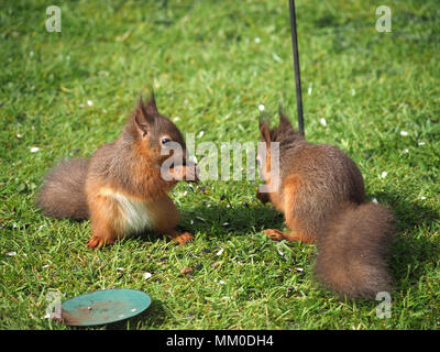 Crosby Ravensworth, Cumbria GROSSBRITANNIEN. 9. Mai 2018. Geschwister native Eichhörnchen (Sciurus vulgaris) Kits helfen, sich selbst zu birdfood in einem cumbrian Garten Credit: Steve Holroyd/Alamy leben Nachrichten Stockfoto