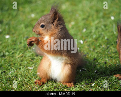 Crosby Ravensworth, Cumbria GROSSBRITANNIEN. 9. Mai 2018. Ein Eingeborener Eichhörnchen (Sciurus vulgaris) Kit hilft sich selbst zu birdfood in einem cumbrian Garten Credit: Steve Holroyd/Alamy leben Nachrichten Stockfoto