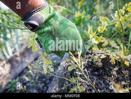 09 Mai 2018, Deutschland, Darmstadt: eine Frau mit Handschuhen, während das Jäten in einer Zuteilung von der "Gartenfreude 1931' (lit. Garten Freude, 1931) in der Kranichsteiner Straße. Dem belasteten Kleingärten mit Brandstiftung, Blei und andere Verunreinigungen verursachen Agitation. Der Regionalrat und die Stadt sind in einem Flyer, die Leute tragen Sie Handschuhe und verbieten den Anbau von Gemüse, Salat, Erdbeeren und anderen landwirtschaftlichen Kulturen angefordert. Foto: Frank Rumpenhorst/dpa Stockfoto