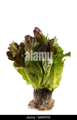 Trio der Lebenden Salat auf weißem Hintergrund Stockfoto