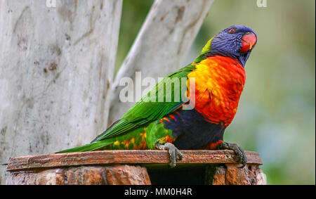 Rainbow lorikeet sitzen auf der Oberseite eines Vogels aktivieren, um auf die Seite von dessen Auge Stockfoto