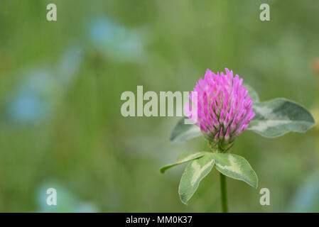 Rotklee - Trifolium pratense auf Frühling Feld Stockfoto