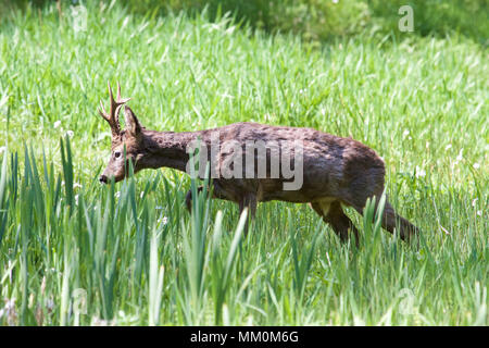 Eine einzelne Männliche Rehe (Capreolus capreolus) mit kurzen Geweih im Wald auf einem sonnigen Frühling Tag genommen. Stockfoto