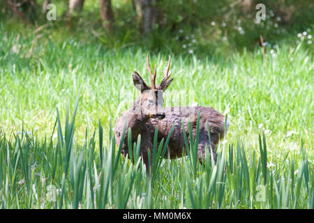 Eine einzelne Männliche Rehe (Capreolus capreolus) mit kurzen Geweih im Wald auf einem sonnigen Frühling Tag genommen. Stockfoto