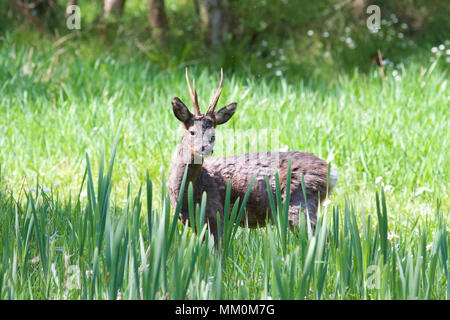 Eine einzelne Männliche Rehe (Capreolus capreolus) mit kurzen Geweih im Wald auf einem sonnigen Frühling Tag genommen. Stockfoto