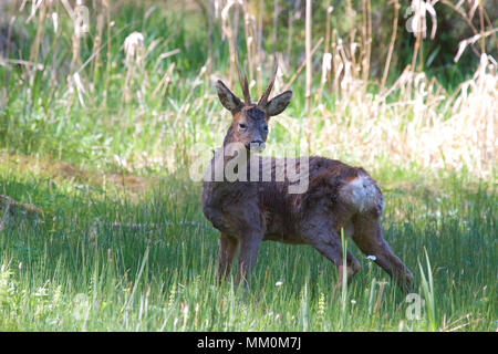 Eine einzelne Männliche Rehe (Capreolus capreolus) mit kurzen Geweih im Wald auf einem sonnigen Frühling Tag genommen. Stockfoto