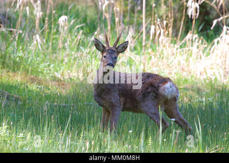 Eine einzelne Männliche Rehe (Capreolus capreolus) mit kurzen Geweih im Wald auf einem sonnigen Frühling Tag genommen. Stockfoto