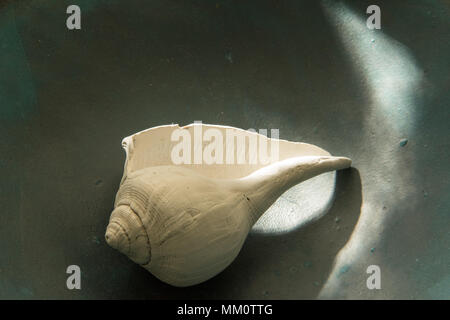 Weiße Muscheln, die in flauschigem natürlichem Licht auf einer glatten Oberfläche ruhen, schaffen ein ruhiges, minimales Stillleben mit Textur und Schattenspiel Stockfoto