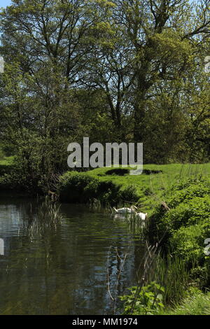 Natur - Zwei Schwäne (Cygnus olor) Schwimmen im Fluss im Fluss Colne, in der Nähe von Colchester, Essex, Großbritannien. Schwäne Form spiegelt sich im Wasser. Stockfoto