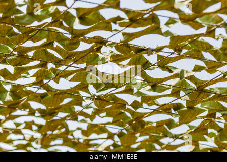 Innerhalb der Camouflage mesh versteckte militärische Objekte Stockfoto