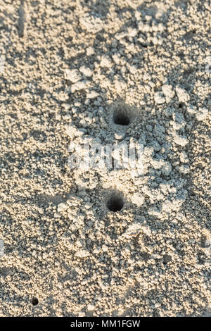 Krabbe Loch mit vielen Ball am Strand, Krabben Bohrungen auf dem Sand in Thailand Stockfoto