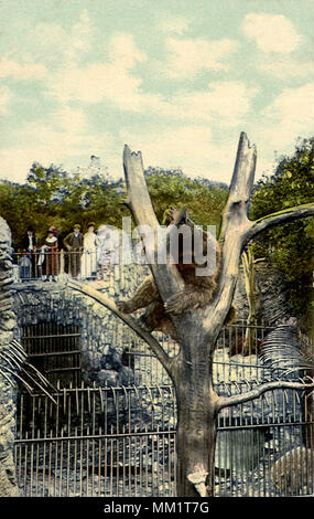 Im Lincoln Park Zoo. Chicago. 1915 Stockfoto