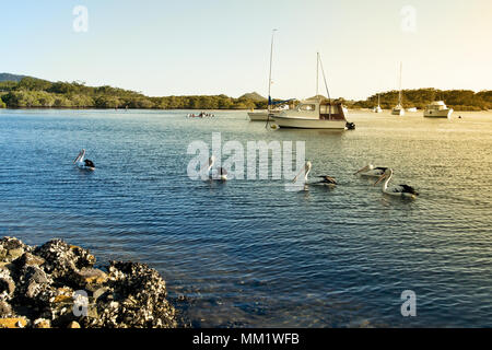 Pelikane und Boote auf Myall Lake in Australien. Stockfoto