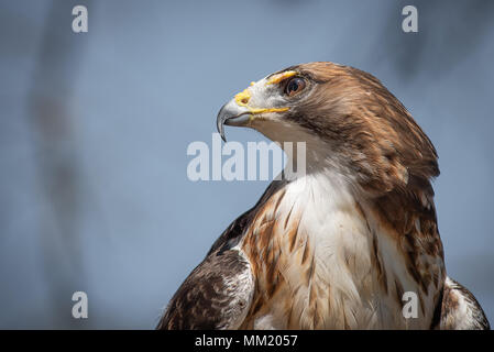 Eine red tailed Hawk ruffling seine Feder während aufmerksam nach rechts, während auf einem unten gefallenen Baumstamm thront auf der Suche Stockfoto