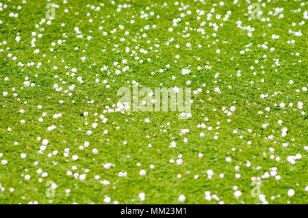 Hagel Felsen auf der (synthetischen) Rasen. In Tel Aviv, Israel im Mai fotografiert. Stockfoto