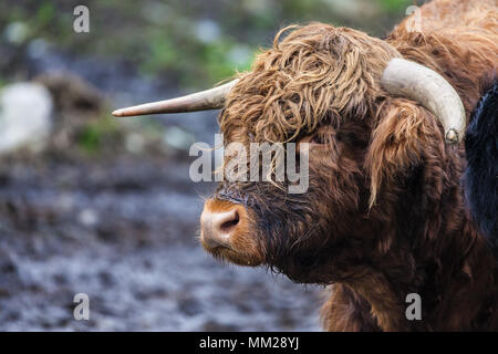 Porträt eines Highland Bulle auf einer Weide in der Nähe von Hemsedal, Norwegen. Stockfoto