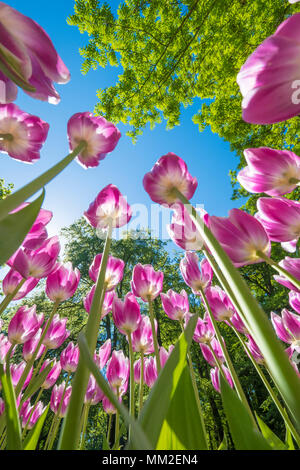 Bunte Tulpen in voller Blüte und gerichtet auf die Sonne mit ihren schönen Farben gegen den blauen Himmel Stockfoto