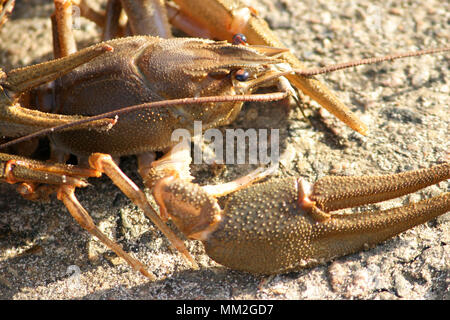 Live Krebse in den glitzernden Strahlen der Sonne. Krebs kriecht entlang der Sand und rührt den Schnurrbart. Stockfoto