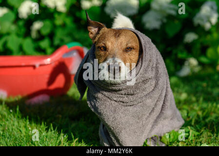 Hund eingehüllt in grau Handtuch nach der Dusche Abkühlung an heißen Sommertagen Stockfoto