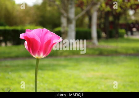 Eine Tulpe mit rosa Blütenblätter auf einem Hintergrund von Grün in einem Garten Stockfoto