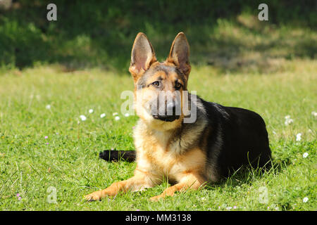 Deutscher Schäferhund liegend im Gras warten auf Aufträge Stockfoto